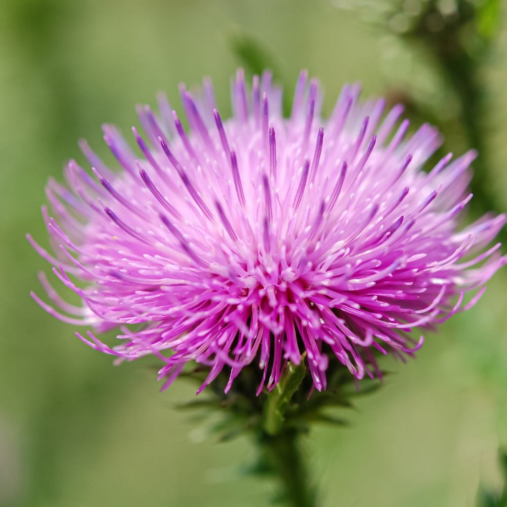 All about Silymarin (From Milk Thistle): Why We Use This Ingredient In RESET
