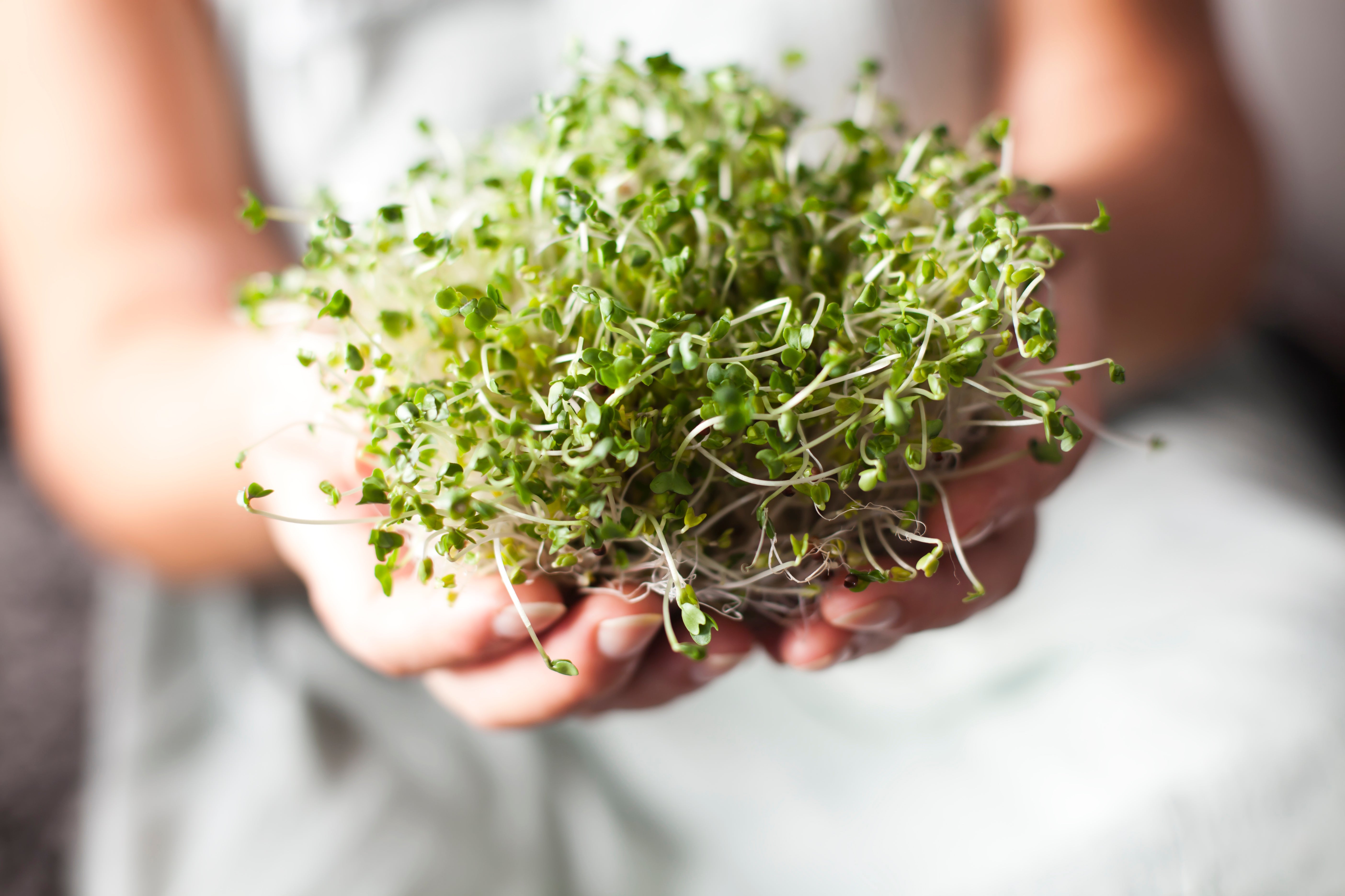 Sulforaphane: What is it good for?