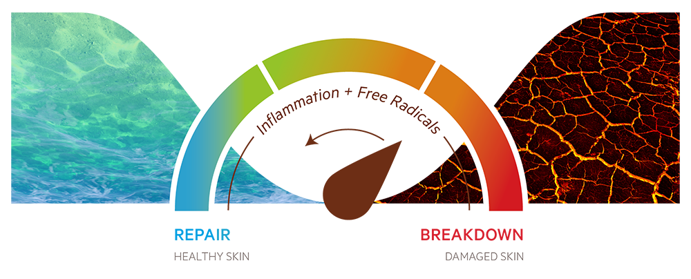 Diagram showing Repair Skin Health on one side and Breakdown damaged Skin on the other. Inflammation and Free Radicals make the difference